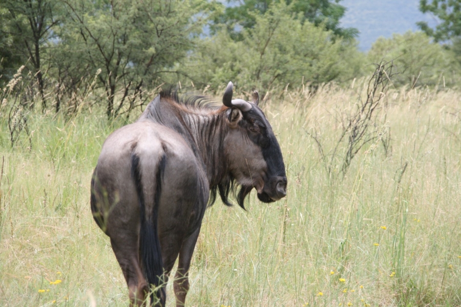 Commercial Property for Sale in La Camargue Private Country Estate North West